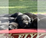 Small #2 Labrador Retriever
