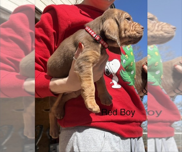 Medium Photo #1 Bloodhound Puppy For Sale in UNIONTOWN, AR, USA