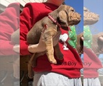 Puppy Red male Bloodhound