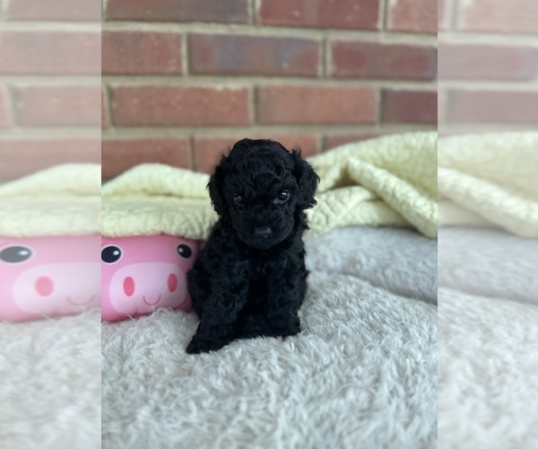 Medium Photo #2 Cavapoo-Poodle (Toy) Mix Puppy For Sale in PENSACOLA, FL, USA