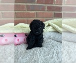 Small Photo #32 Cavapoo-Poodle (Toy) Mix Puppy For Sale in PENSACOLA, FL, USA