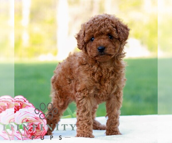 Medium Photo #3 Cavapoo (Miniature) Puppy For Sale in LITITZ, PA, USA