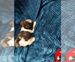 Small Photo #10 Shih Tzu Puppy For Sale in THE WOODLANDS, TX, USA
