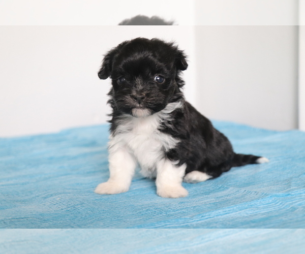 Medium Photo #1 Havanese Puppy For Sale in SHILOH, OH, USA