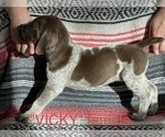 Small Photo #5 German Shorthaired Pointer Puppy For Sale in WOODLAND PARK, CO, USA