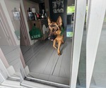 Small Photo #2 German Shepherd Dog Puppy For Sale in Plantation, FL, USA