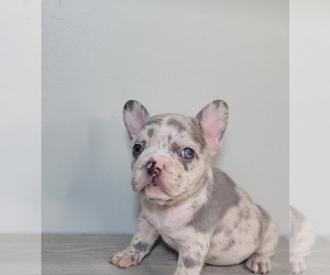 French Bulldog Puppy for sale in INDIANAPOLIS, IN, USA