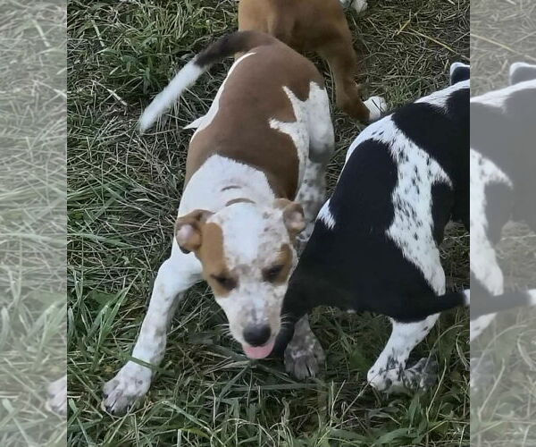 Medium Photo #2 Beagle-Unknown Mix Puppy For Sale in Stover, MO, USA