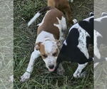 Small #1 Beagle Mix