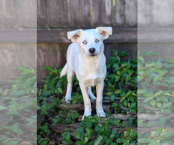 Medium Photo #1 Siberian Husky-Unknown Mix Puppy For Sale in Oakhurst, NJ, USA