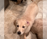Small Photo #3 Goldendoodle Puppy For Sale in MCKINNEY, TX, USA