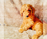 Small Photo #2 Goldendoodle Puppy For Sale in HOUSTON, TX, USA
