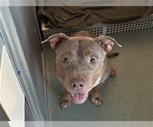 Mutt Dogs for adoption in Plano, TX, USA