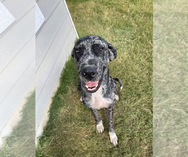 Medium Photo #1 Great Dane Puppy For Sale in Bullard, TX, USA
