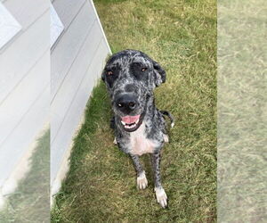 Great Dane Dogs for adoption in Bullard, TX, USA