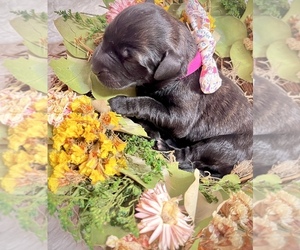 Miniature Labradoodle Puppy for sale in CARTHAGE, MO, USA