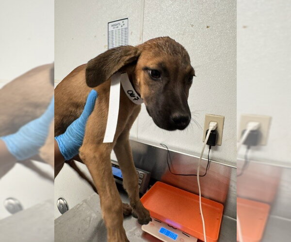 Medium Photo #1 Boxer-Unknown Mix Puppy For Sale in Bakersfield, CA, USA