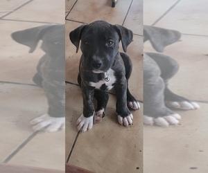 Bull Terrier-Cane Corso Mix Puppy for sale in MIAMI, FL, USA