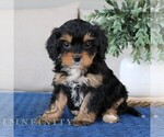 Small Cavapoo