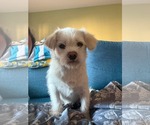 Small #2 Poodle (Toy)