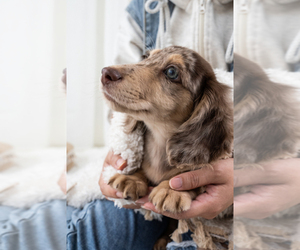 Dachshund Puppy for sale in LONG ISLAND CITY, NY, USA