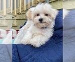 Small Photo #26 Maltese Puppy For Sale in OCKLAWAHA, FL, USA