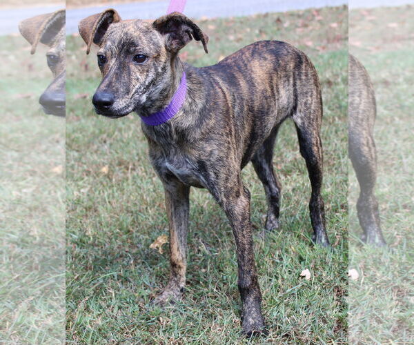 Medium Photo #3 Feist Terrier-Unknown Mix Puppy For Sale in Prattville, AL, USA