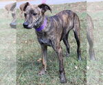 Small #2 Feist Terrier Mix