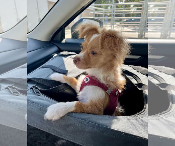 Medium Photo #3 Chiranian Puppy For Sale in Davis, CA, USA