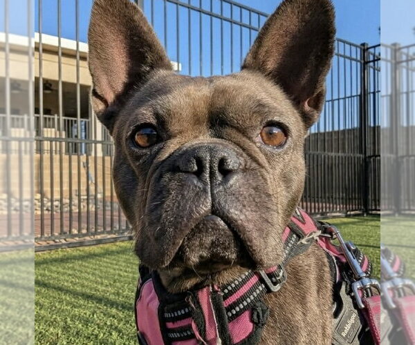Medium Photo #3 French Bulldog Puppy For Sale in Spring Lake, NC, USA