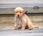 Small #11 Golden Retriever