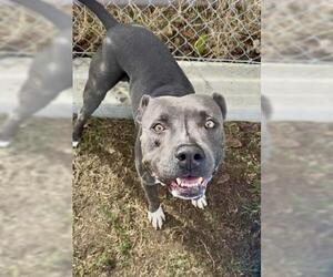 American Pit Bull Terrier Dogs for adoption in Bakersfield, CA, USA