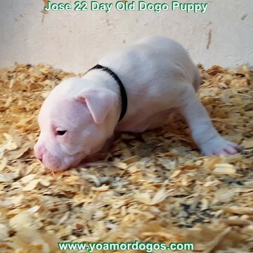Medium Photo #73 Dogo Argentino Puppy For Sale in JANE, MO, USA