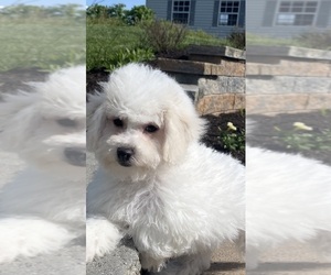 Bichon Frise Puppy for sale in CANOGA, NY, USA