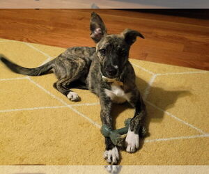 Turtle - Female American Pit Bull Terrier-German Shepherd Dog Mix Dog for Adoption - Photo #4