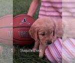Small #23 Golden Retriever