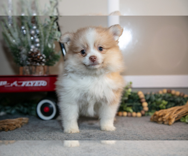 Medium Photo #2 Pom-A-Poo Puppy For Sale in NAPPANEE, IN, USA