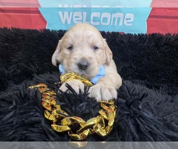 Medium Photo #5 Golden Retriever Puppy For Sale in ORLANDO, FL, USA