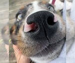 Small #3 Catahoula Leopard Dog