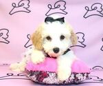 Small Photo #12 Poodle (Miniature) Puppy For Sale in LAS VEGAS, NV, USA