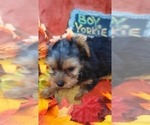 Small #21 Yorkshire Terrier