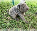 Small Photo #3 Chinese Shar-Pei Puppy For Sale in MERRITT IS, FL, USA