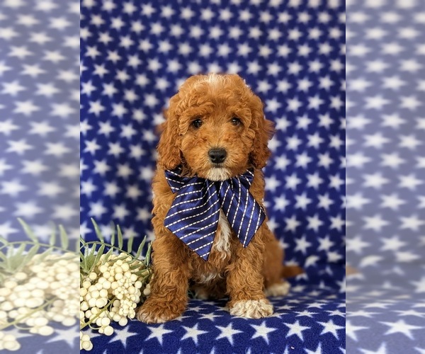 Medium Photo #3 Cavapoo Puppy For Sale in NEW PROVIDENCE, PA, USA