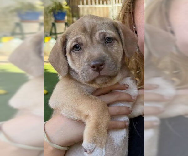 Medium Photo #1 Mutt Puppy For Sale in San Diego, CA, USA