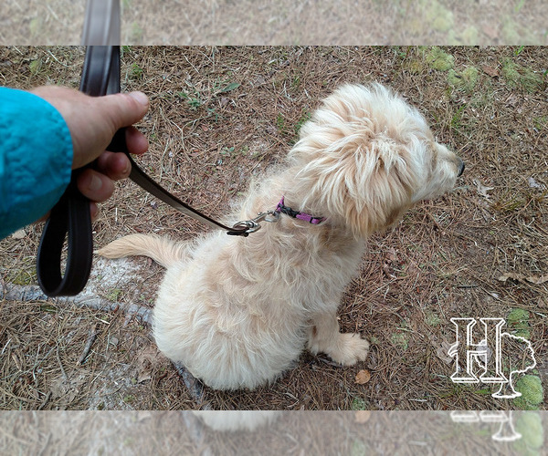 Medium Photo #5 Golden Pyrenees-Poodle (Standard) Mix Puppy For Sale in ELLENBORO, NC, USA