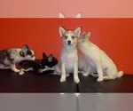 Small Photo #4 Pomsky Puppy For Sale in DETROIT, MI, USA