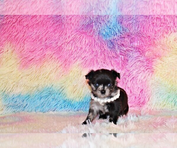 Medium Photo #24 Chihuahua Puppy For Sale in CHARLESTON, AR, USA