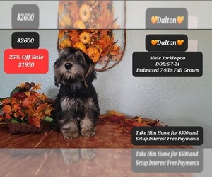 YorkiePoo Puppy for sale in TUCSON, AZ, USA