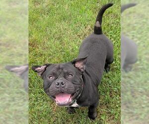 Mutt Dogs for adoption in Akron, OH, USA