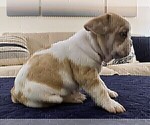 Small #7 French Bulldog